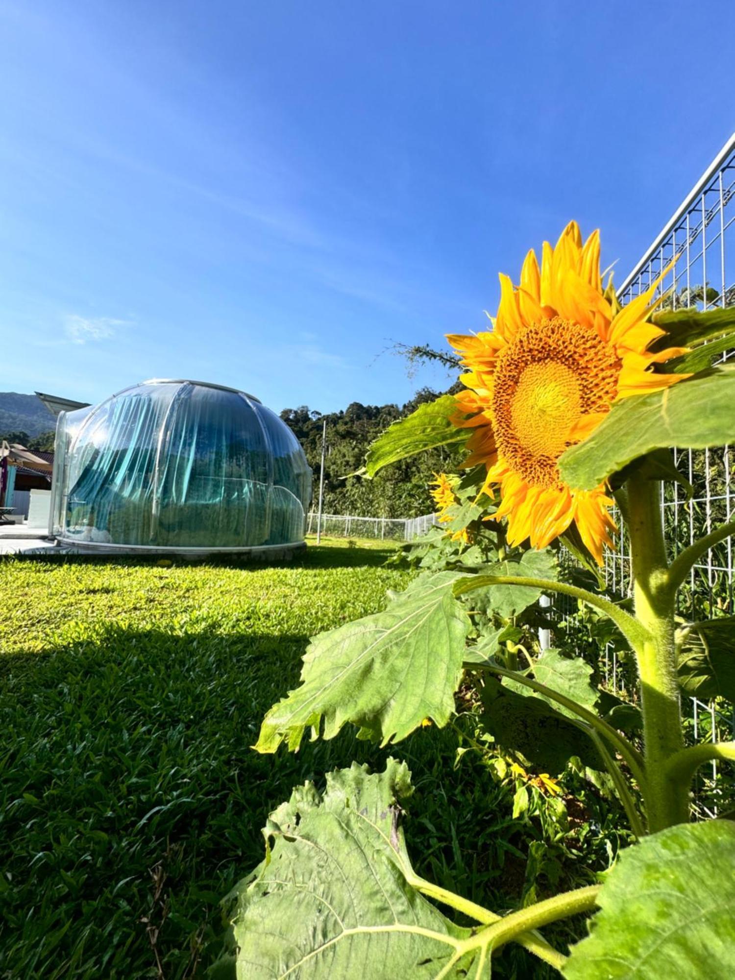 The Starry Dome Couple Cameron Highlands